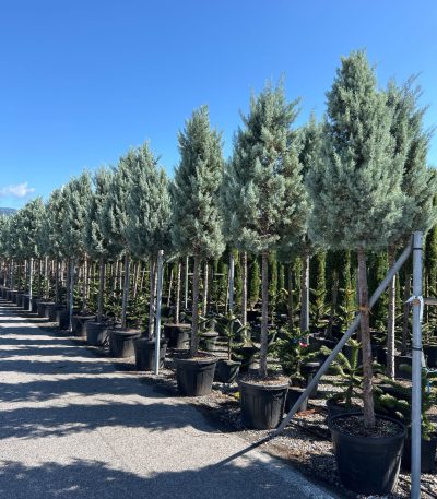 Cupressus arizonica 'FASTIGIATA' CUARFAST-I-8051838491470