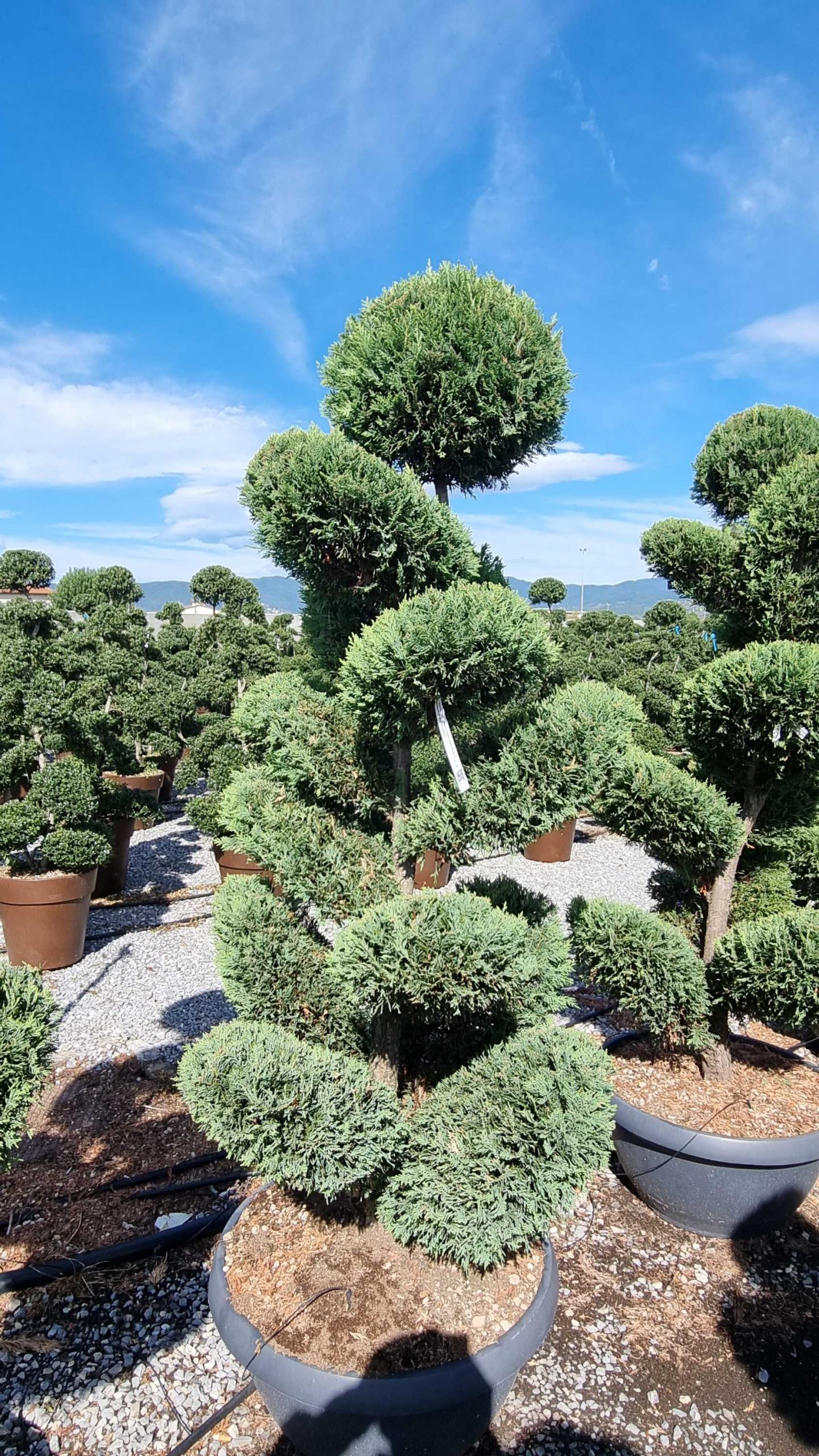 CULECAGOBONSAI-I-8051838412994 Cupressocyparis leylandii 'CASTLEW.GOLD' CULECAGOBONSAI-I-8051838412994