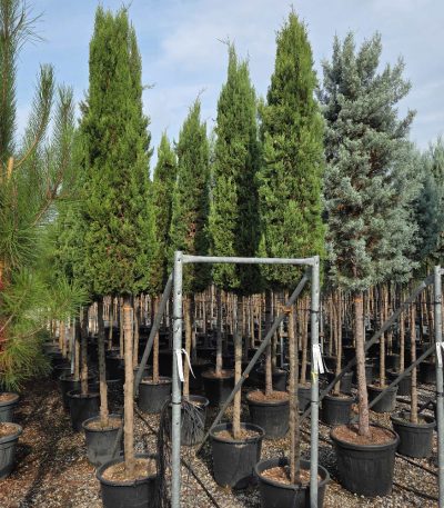 Cupressus sempervirens 'PYRAMIDALIS' CUSEPYST-I-8051838323504