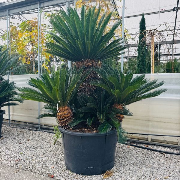 Cycas revoluta CYREMULTI-I-8051838478389