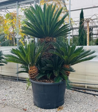 Cycas revoluta CYREMULTI-I-8051838478389