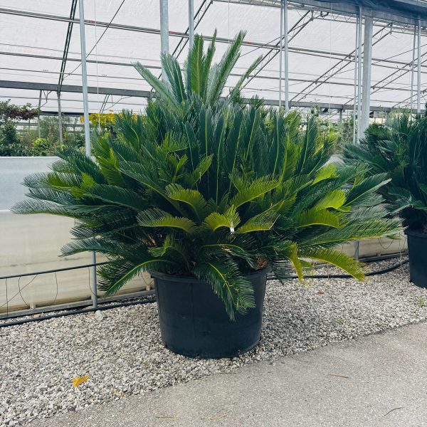Cycas revoluta