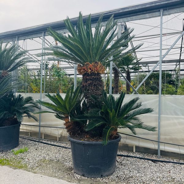 Cycas revoluta