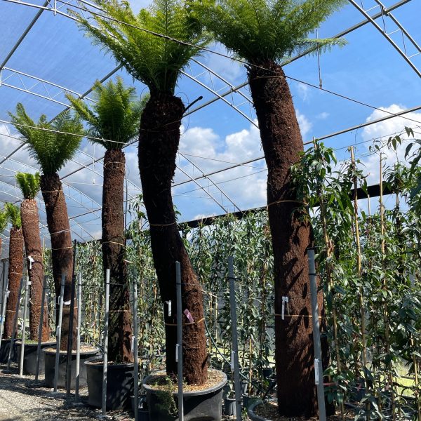 Dicksonia antarctica