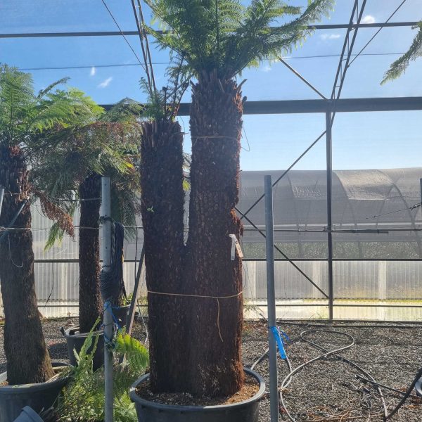 Dicksonia antarctica
