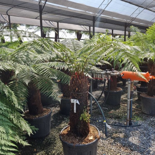 Dicksonia antarctica