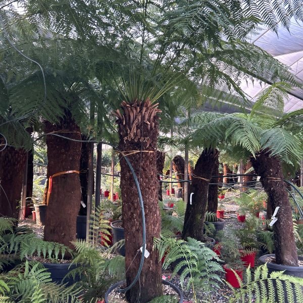 Dicksonia antarctica