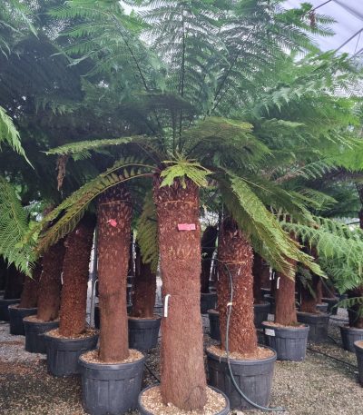 Dicksonia antarctica DIAN-I-8051838227383
