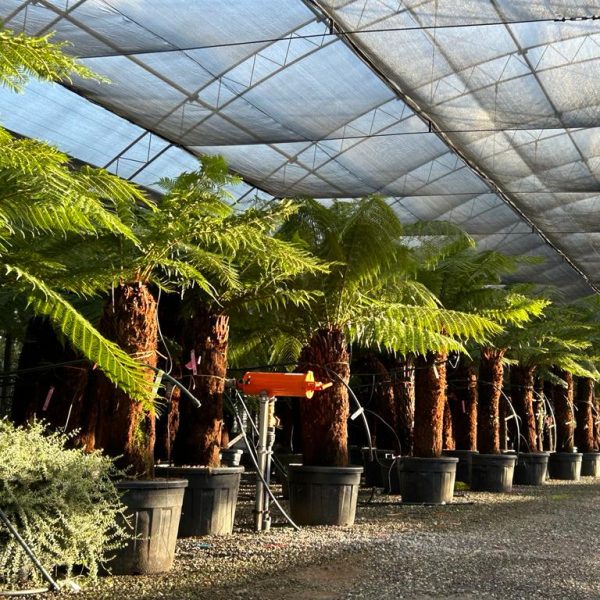 Dicksonia antarctica