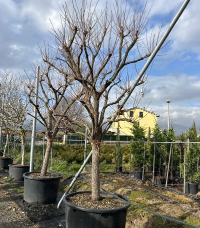 Diospyros kaki 'MUSCAT' DIKAMUST-I-8051838593679