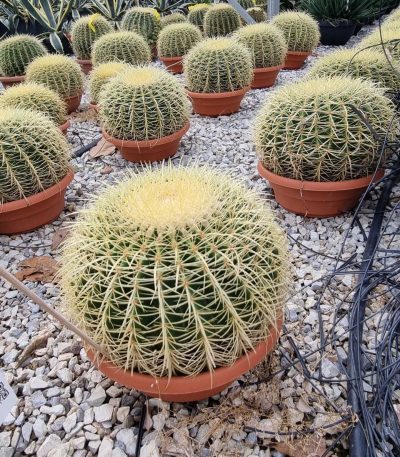 Echinocactus grusonii ECGR-I-8051838351767