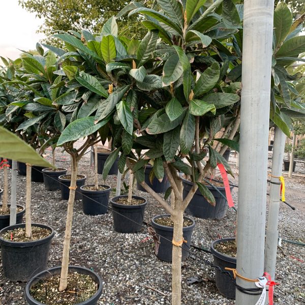 Eriobotrya japonica ERJAST-I-8051838096118