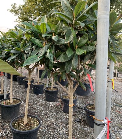 Eriobotrya japonica ERJAST-I-8051838096118