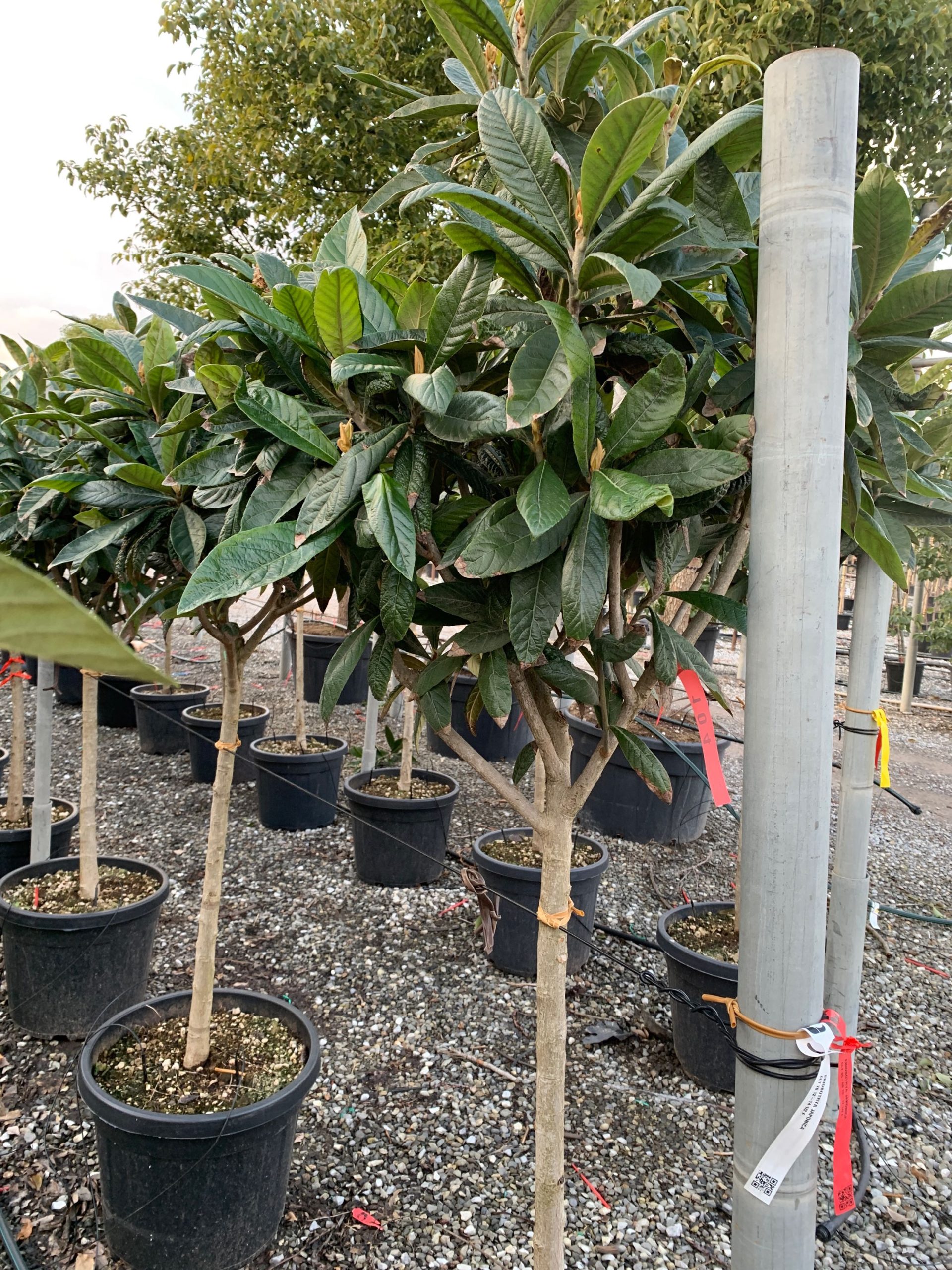 ERJAST-I-8051838096118 Eriobotrya japonica ERJAST-I-8051838096118