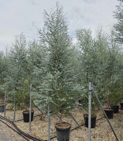 Eucalyptus gunnii 'AZURA' EUGUAZMULTI-I-8051838737639