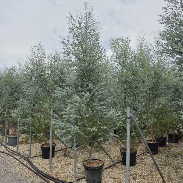 Eucalyptus gunnii 'AZURA' EUGUAZMULTI-I-8051838737639
