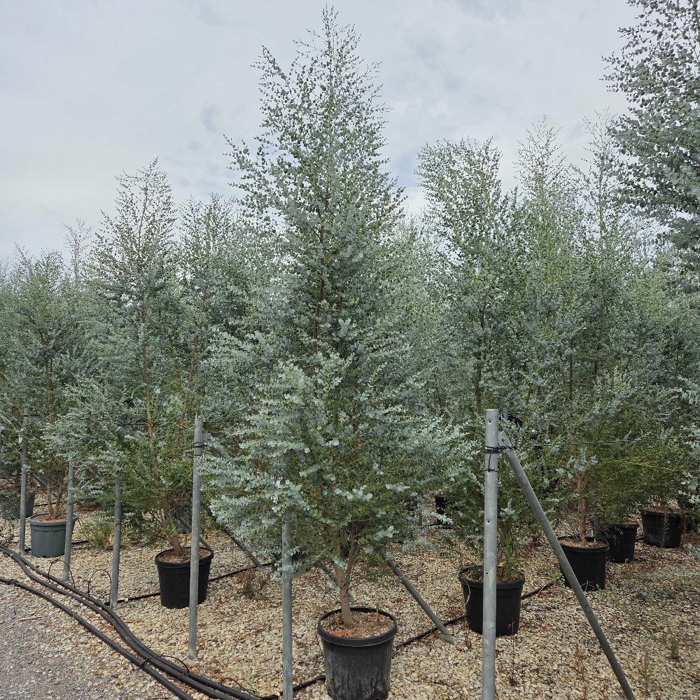 EUGUAZMULTI-I-8051838737639 Eucalyptus gunnii 'AZURA' EUGUAZMULTI-I-8051838737639