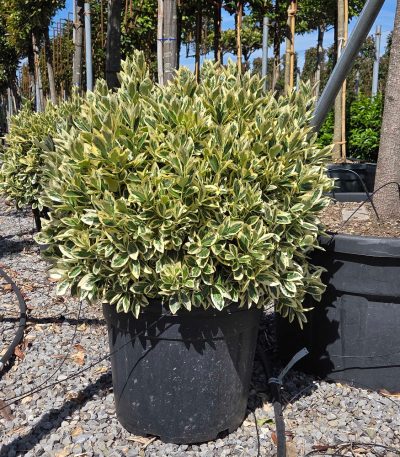 Euonymus japonicus 'BRAVO' EUJABRBALL-I-8051838230925