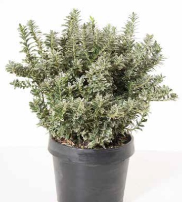 Euonymus japonicus 'PULCH. ARGENTEOVARIEGATUS' EUJAPUAR-I-8051838100723
