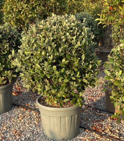 Feijoa sellowiana FESEBALL-I-8051838718195