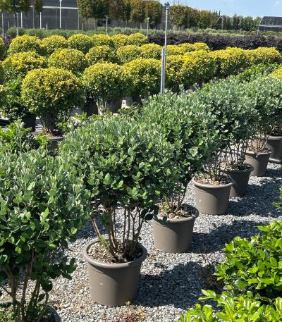Feijoa sellowiana FESEMULTI-I-8051838612486