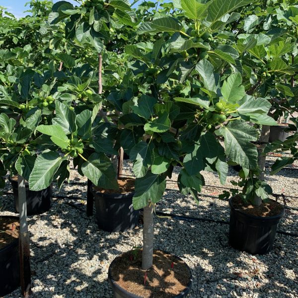 Ficus carica 'FIGUES DE MARSEILLE'