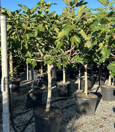 Ficus carica 'FIGUES DE MARSEILLE' FICAFIDEMAST-I-8051838105117