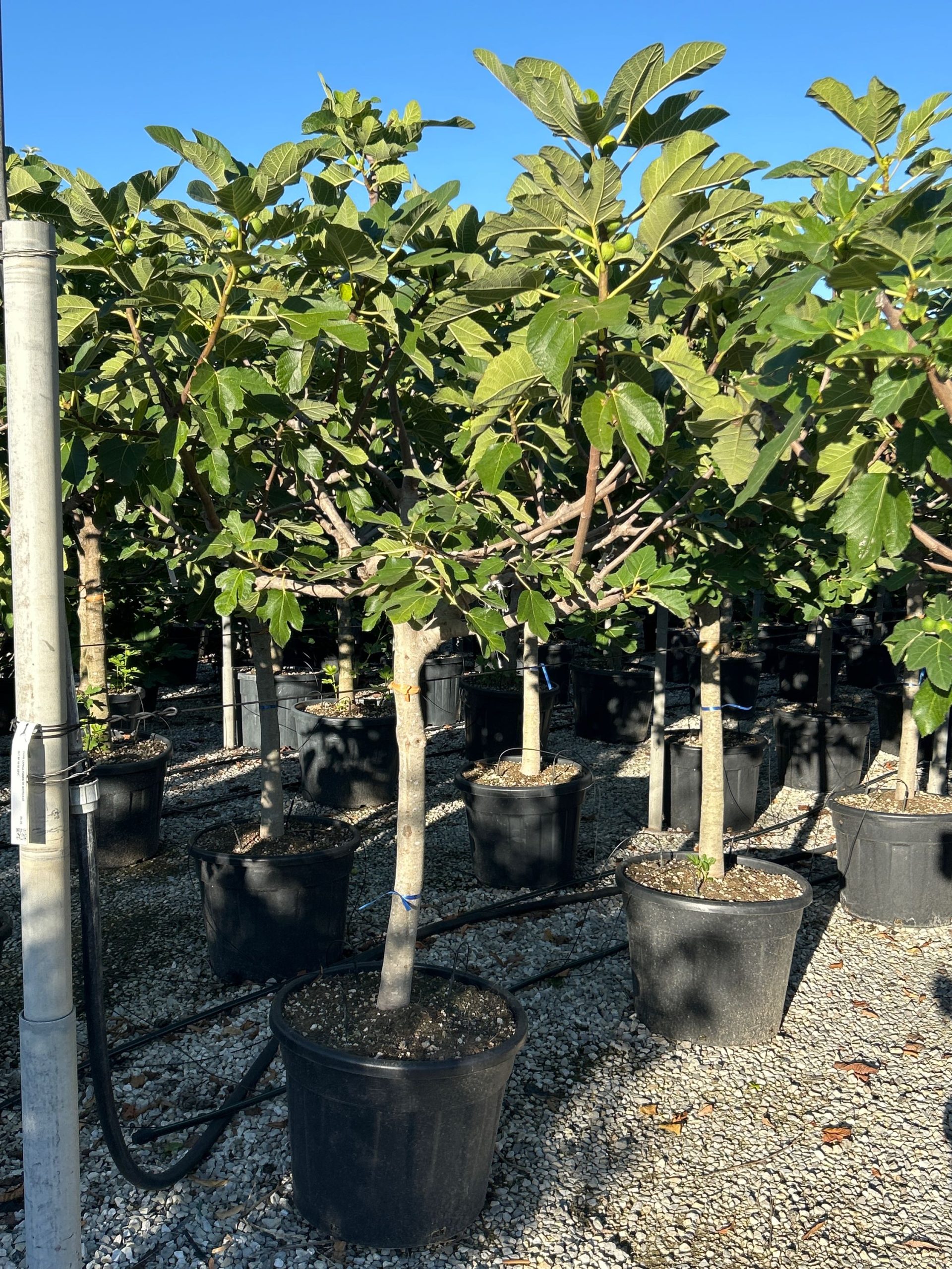 FICAFIDEMAST-I-8051838105117 Ficus carica 'FIGUES DE MARSEILLE' FICAFIDEMAST-I-8051838105117