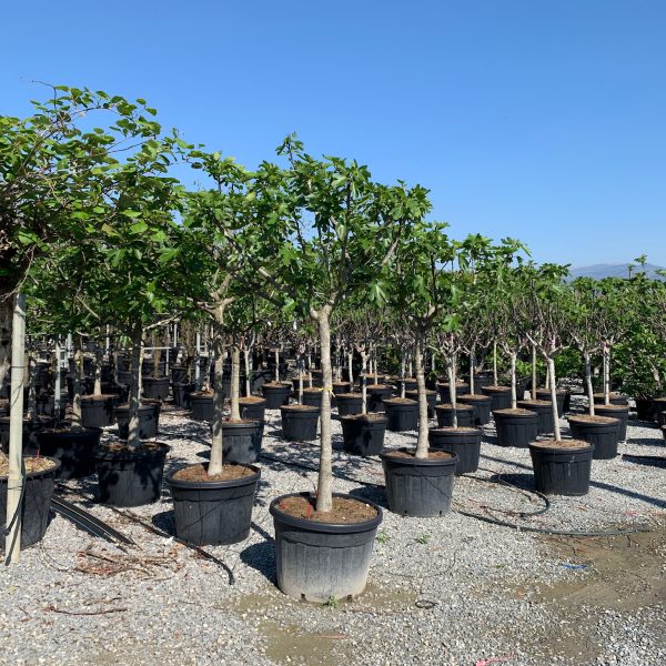 Ficus carica 'FIGUES DE MARSEILLE'
