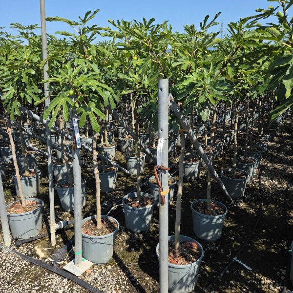 Ficus carica 'FIGUES DE MARSEILLE'