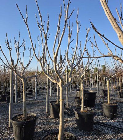 Ficus carica 'GOTA DE MIEL' FICAGODEMIST-I-8051838593426