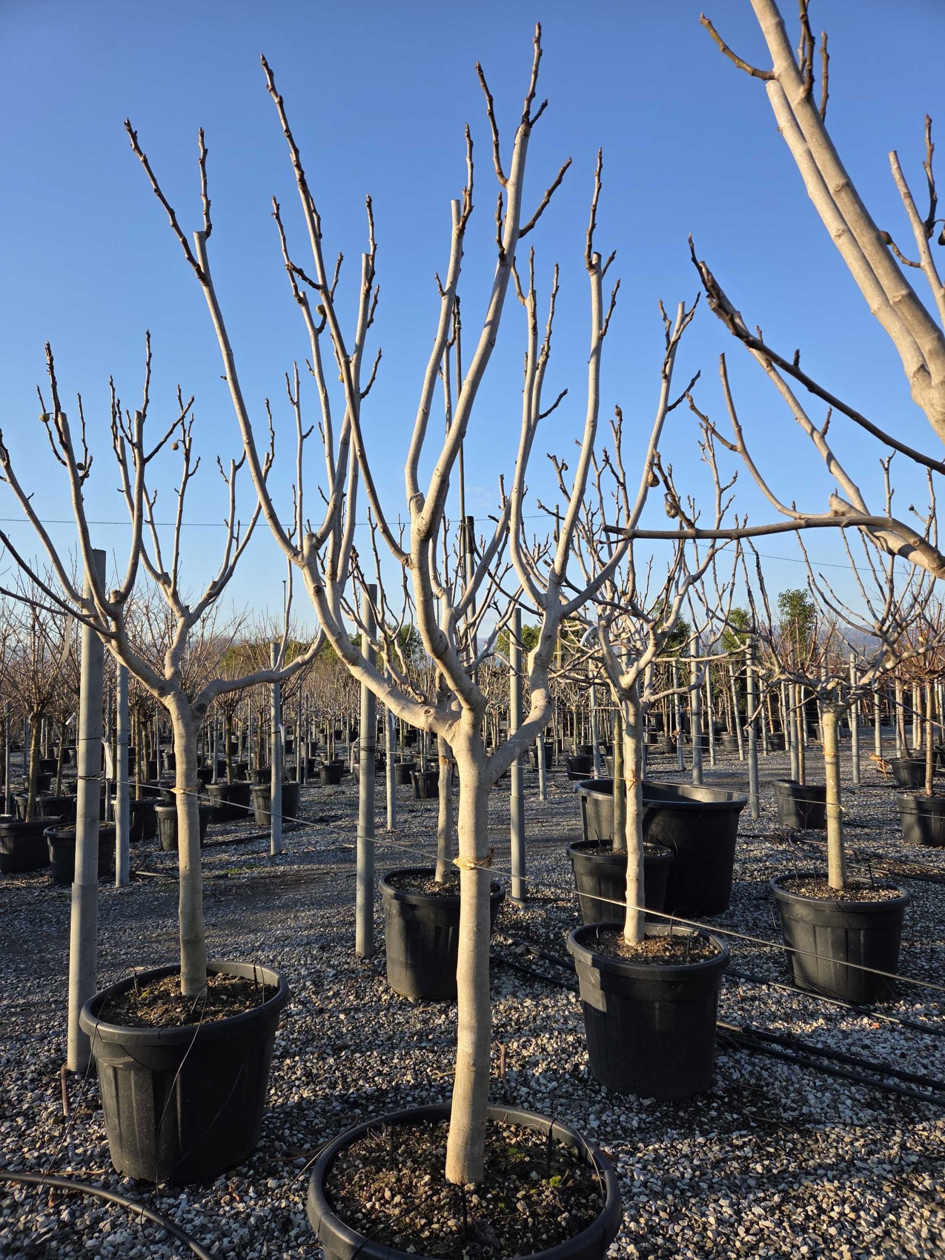 FICAGODEMIST-I-8051838593426 Ficus carica 'GOTA DE MIEL' FICAGODEMIST-I-8051838593426