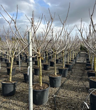 Ficus carica 'LONGUE D'AOUT' FICALODAST-I-8051838593532
