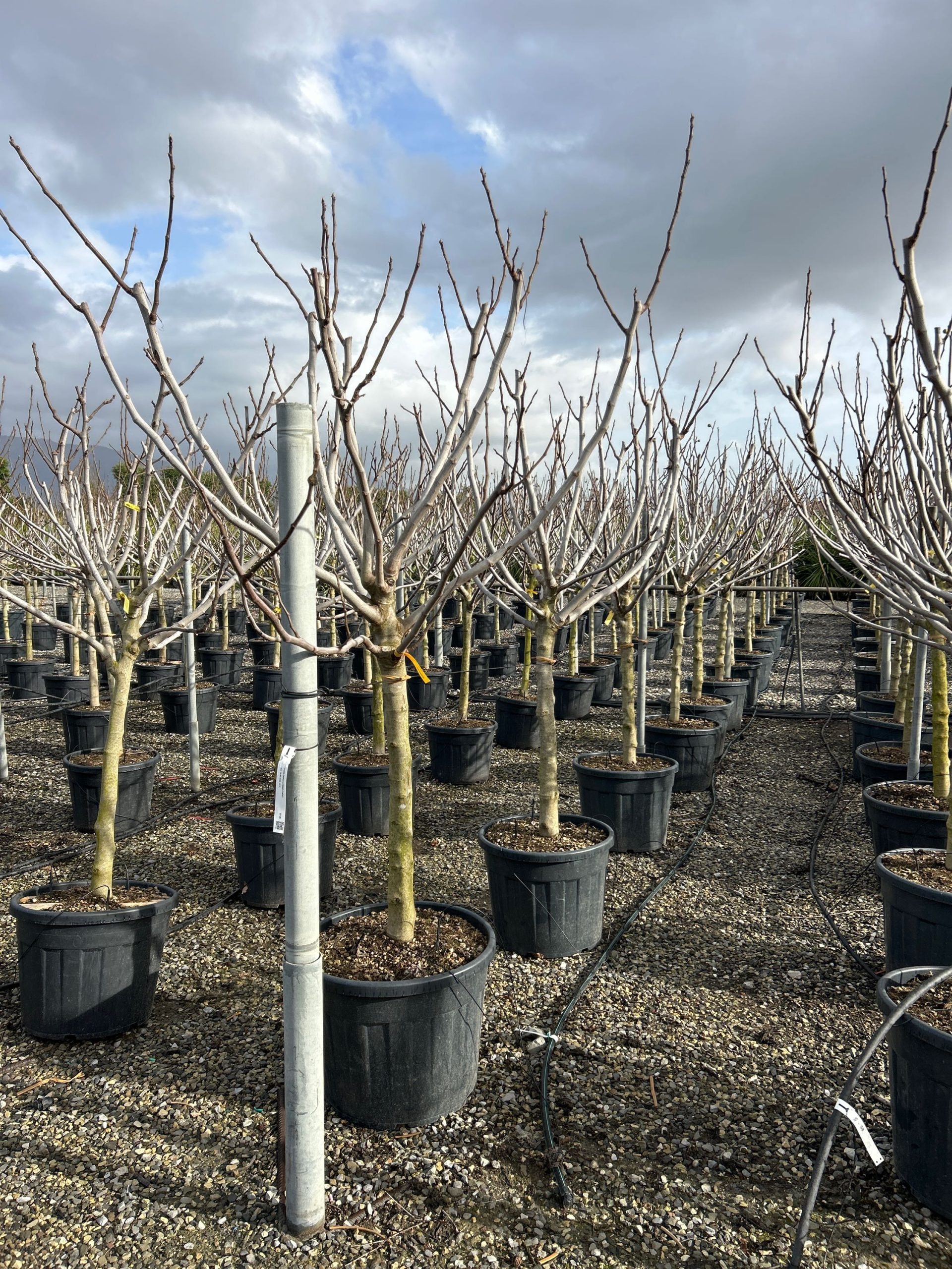 FICALODAST-I-8051838593532 Ficus carica 'LONGUE D'AOUT' FICALODAST-I-8051838593532
