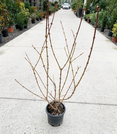 Forsythia × INTERMEDIA 'WEEK END' FOINWEEN-I-8051838106657