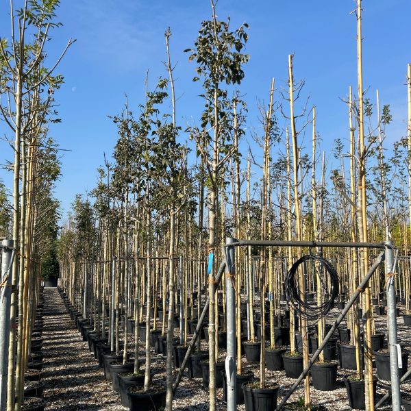 Fraxinus excelsior (Veliki/Beli jesen)