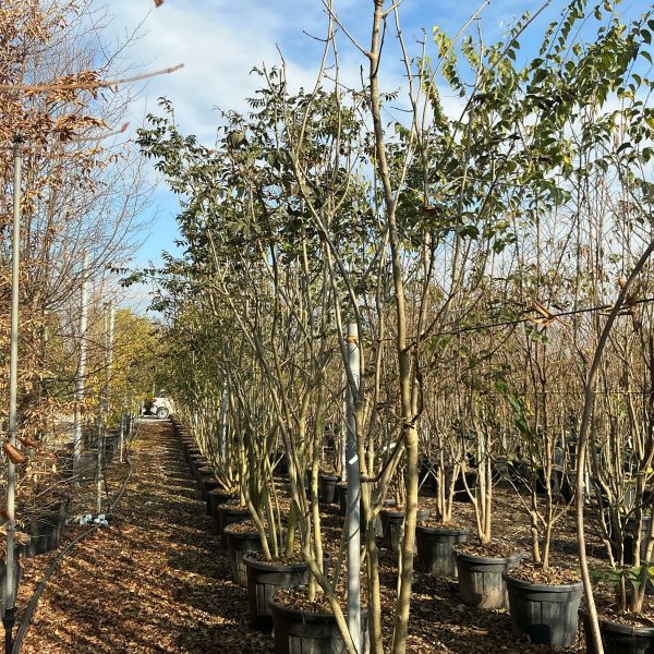 Fraxinus excelsior (Veliki/Beli jesen)