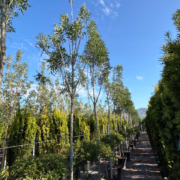 Fraxinus excelsior 'Altena' (Veliki/Beli jesen)