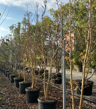 Fraxinus excelsior 'JASPIDEA' FREXJAMULTI-I-8051838595895