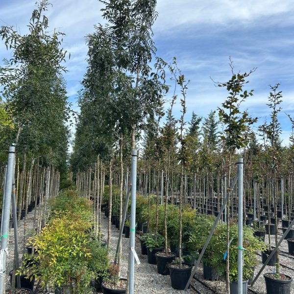 Fraxinus ornus (Mali jesen)
