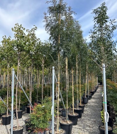 Fraxinus oxycarpa 'RAYWOOD' FROXRA-I-8051838699623