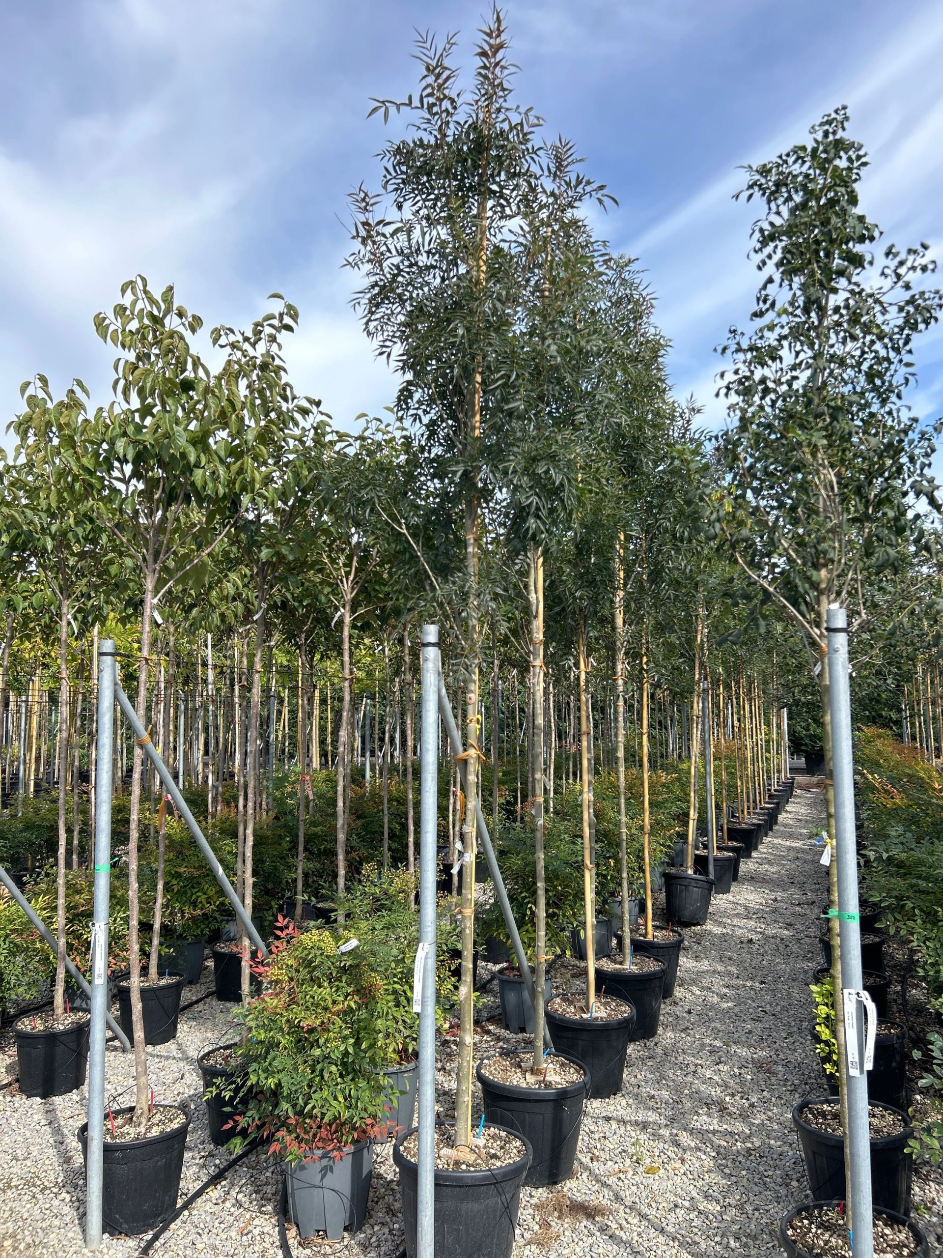 FROXRA-I-8051838699623 Fraxinus oxycarpa 'RAYWOOD' FROXRA-I-8051838699623