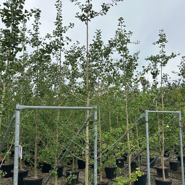 Ginkgo biloba (Dvokrpi ginko)