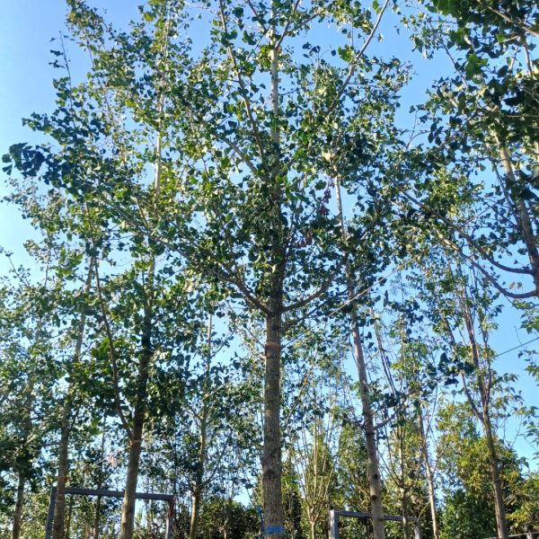 Ginkgo biloba (Dvokrpi ginko)