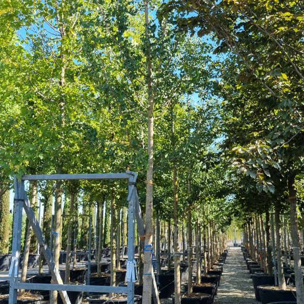 Ginkgo biloba (Dvokrpi ginko)