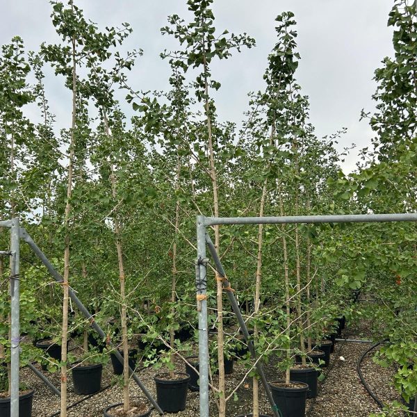 Ginkgo biloba (Dvokrpi ginko)
