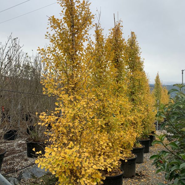Ginkgo biloba 'Fastigiata Blagon' (Stebrasti ginko)