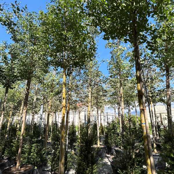 Ginkgo biloba 'Fastigiata Blagon' (Stebrasti ginko)