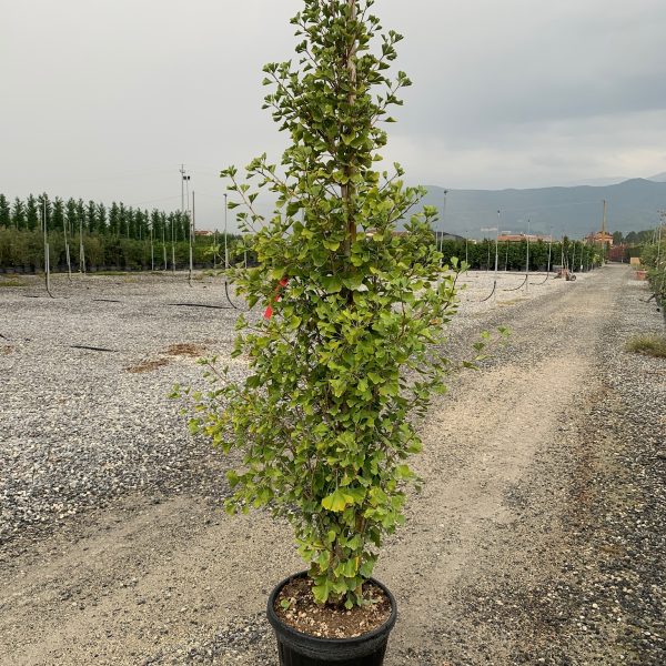 Ginkgo biloba 'Fastigiata Blagon' (Stebrasti ginko)