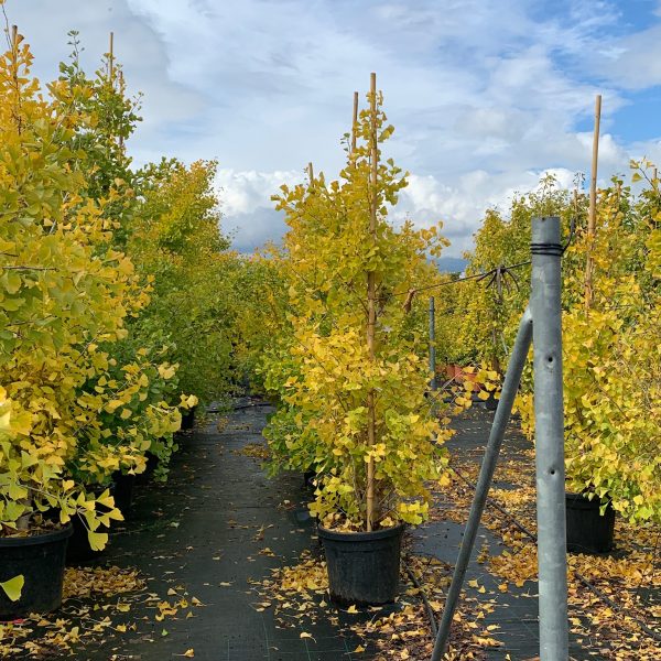 Ginkgo biloba 'Fastigiata Blagon' (Stebrasti ginko)